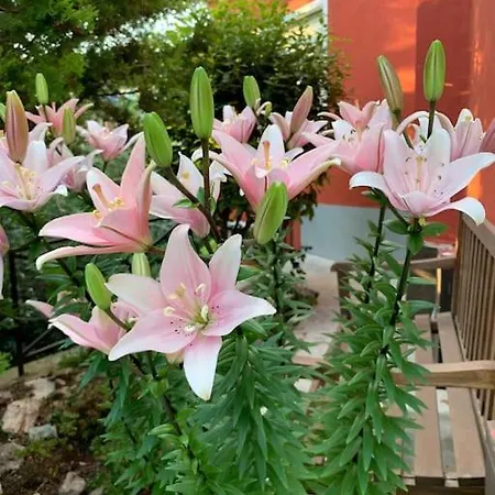 Casa In Con Piscina, Giardino E Posto Auto *